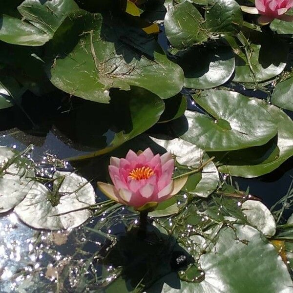 Nymphaea candida Flower