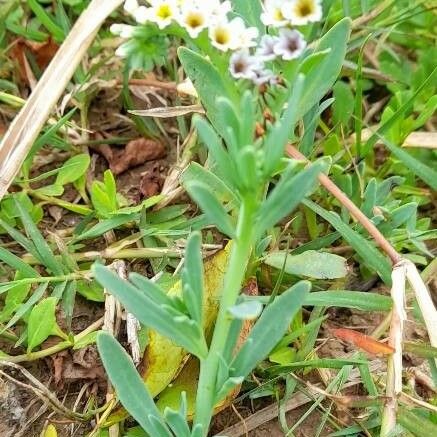 Heliotropium curassavicum 葉