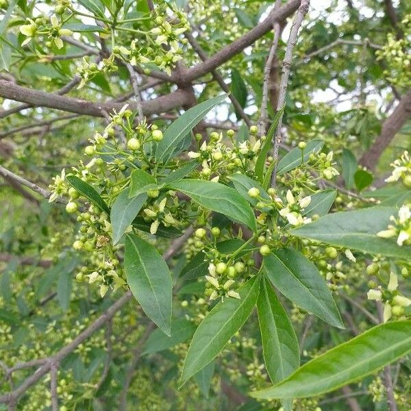 Euonymus europaeus Blüte