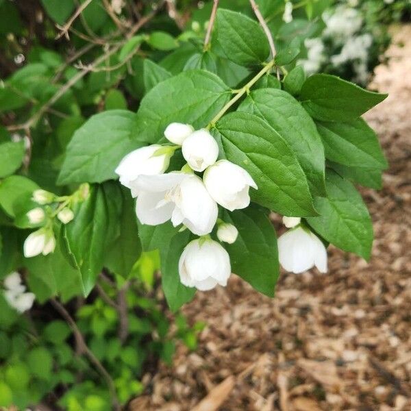 Philadelphus × virginalis Flower