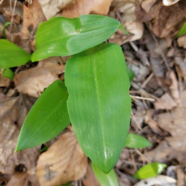 Allium ursinum Folla