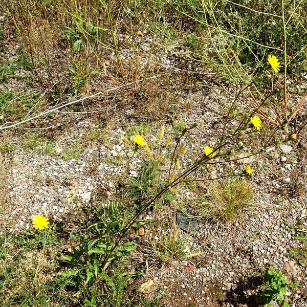 Picris hieracioides Hábito