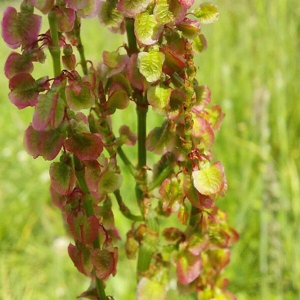 Rumex thyrsoides Fuelha