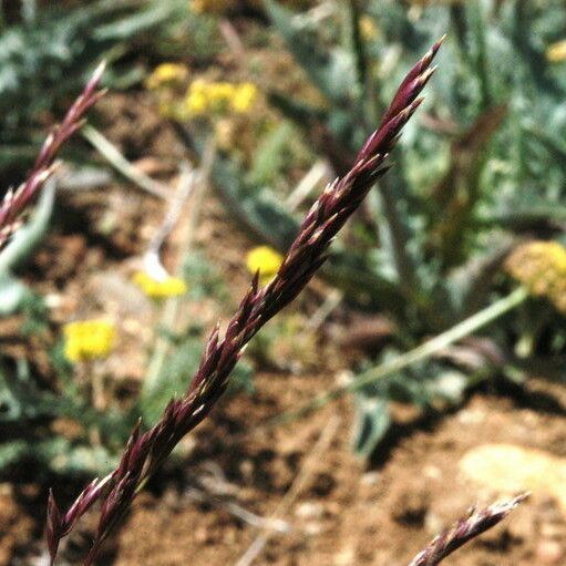 Orobanche uniflora Flower