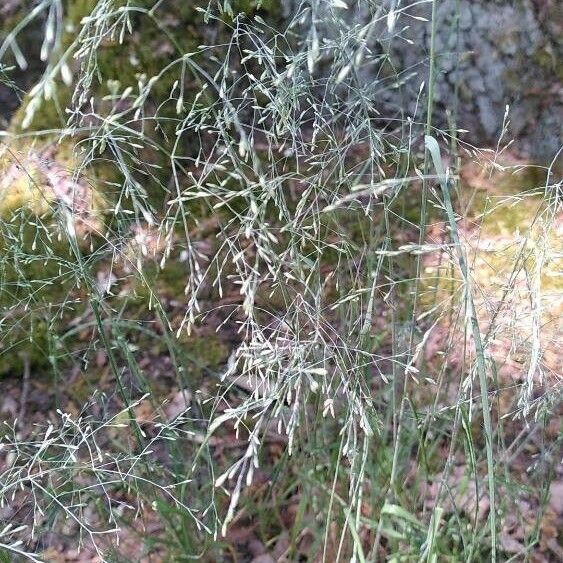 Poa nemoralis Lorea