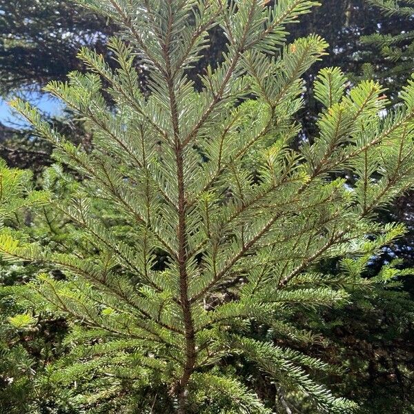 Abies alba Blad