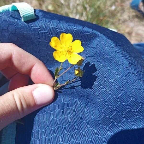 Potentilla pedata Kukka