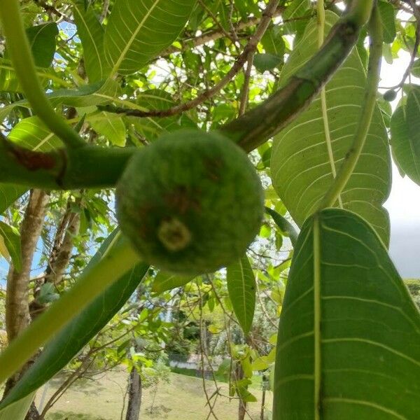 Ficus insipida Плод