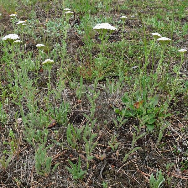 Achillea setacea Хабит