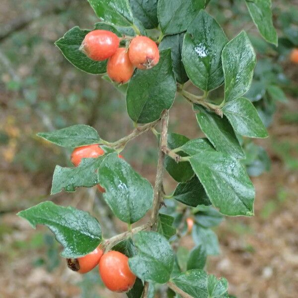 Cotoneaster simonsii Frugt