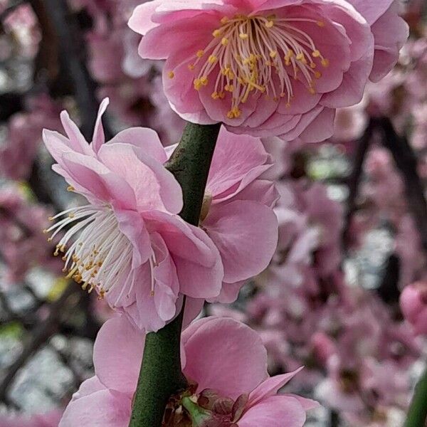 Prunus mume Fleur