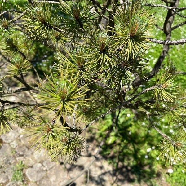 Pinus rigida Leaf