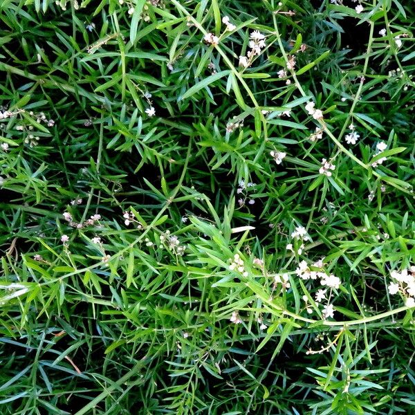 Asparagus setaceus Habitat