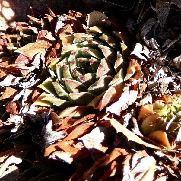 Sempervivum tectorum عادت