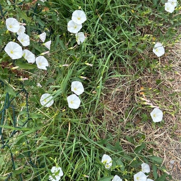 Convolvulus arvensis പുഷ്പം