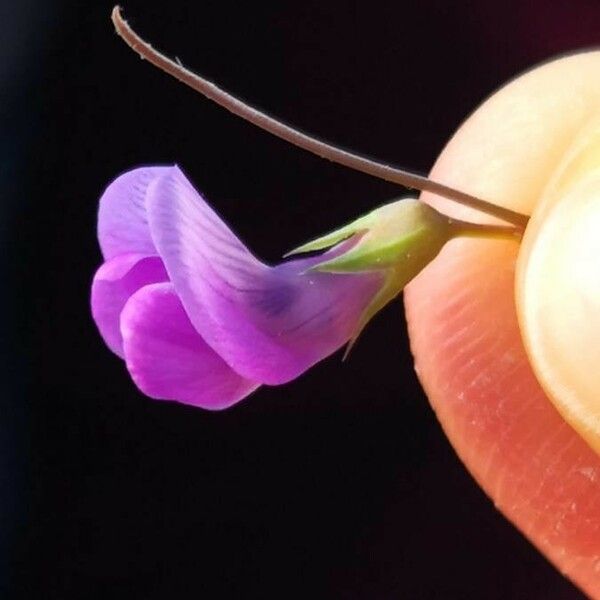 Lathyrus hirsutus 花