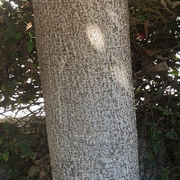 Ficus lutea Casca