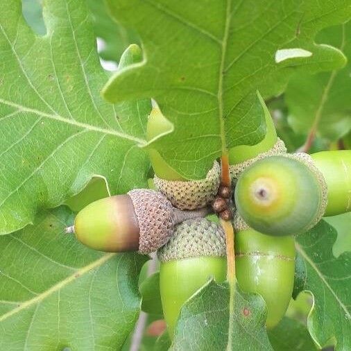 Quercus pubescens Fruit