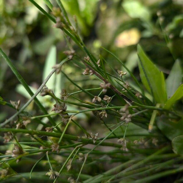 Juncus articulatus Vrucht