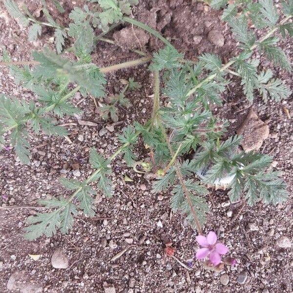 Erodium cicutarium Fuelha