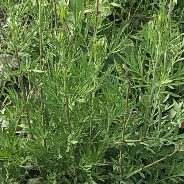 Artemisia biennis Blad
