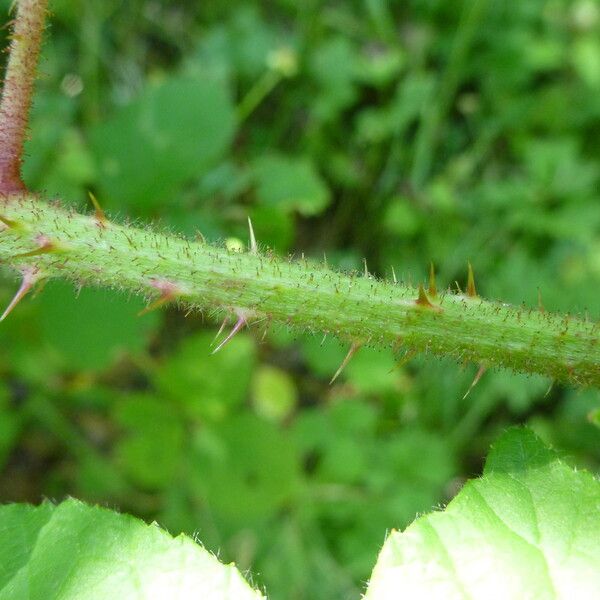 Rubus koehleri Altres