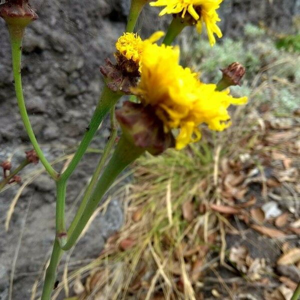 Sonchus ustulatus Floare