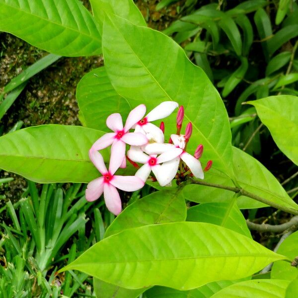 Kopsia fruticosa Flower
