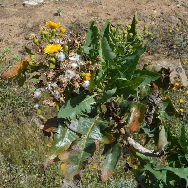 Sonchus pinnatifidus Leaf