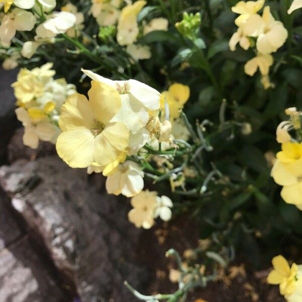 Erysimum grandiflorum Λουλούδι