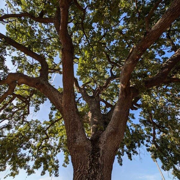 Quercus pubescens Hábito