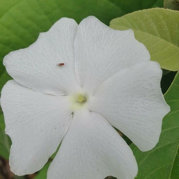 Thunbergia laevis Blomma