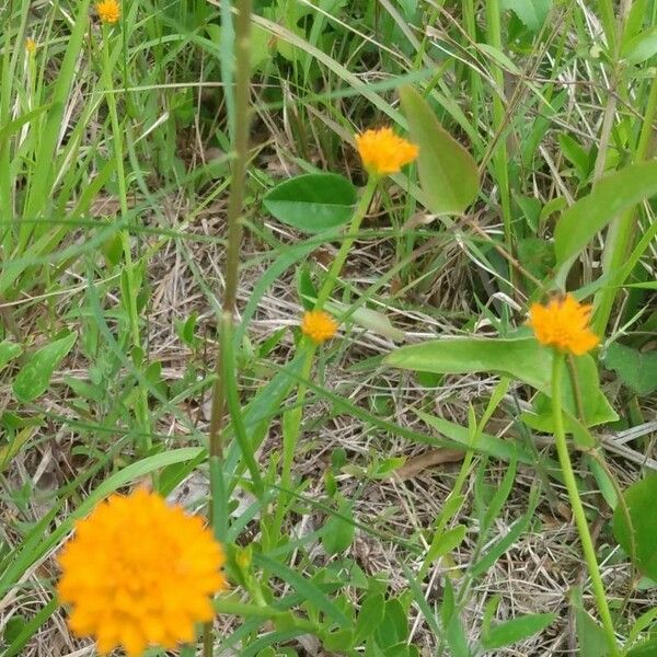 Polygala lutea Fiore