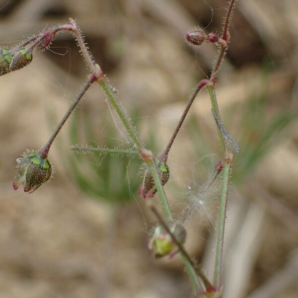 Spergula arvensis 果實