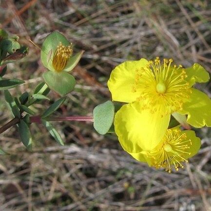 Hypericum tetrapetalum Flower