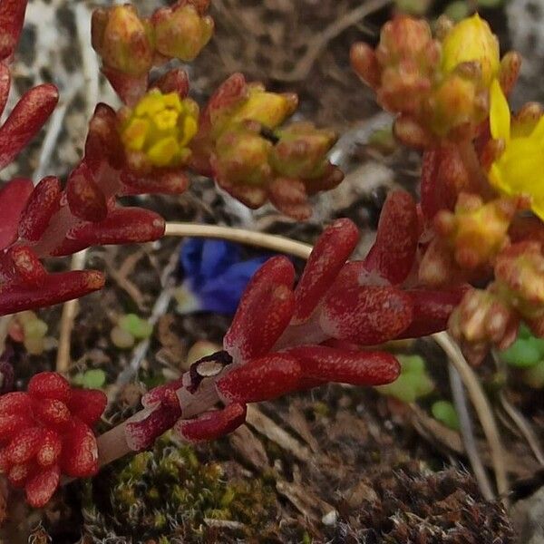 Sedum annuum Flor