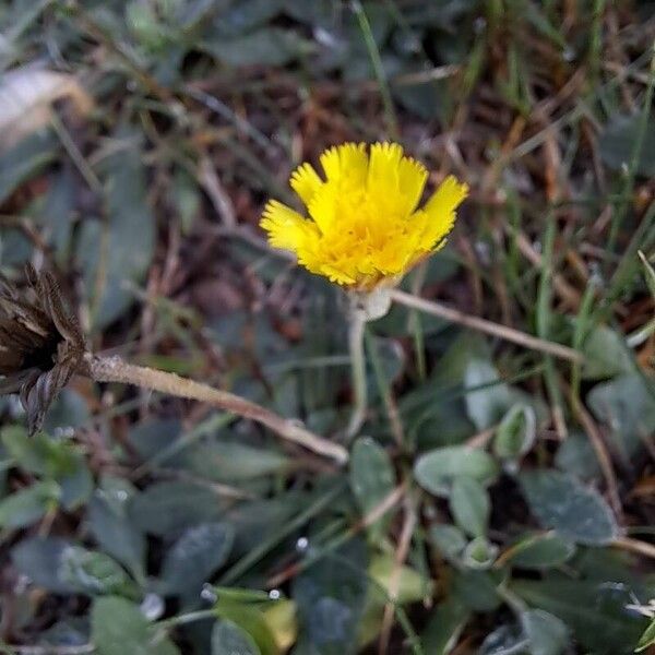 Pilosella officinarum Blodyn