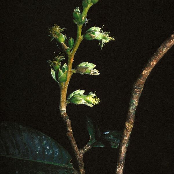 Couepia bracteosa Flower