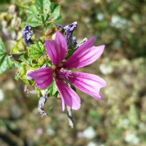 Malva parviflora 花