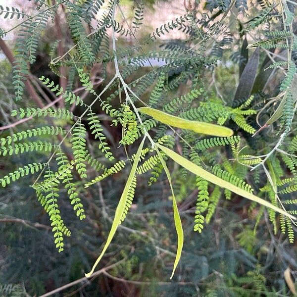 Acacia melanoxylon Deilen