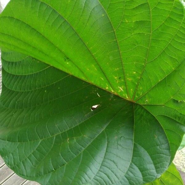 Decalobanthus peltatus Leaf