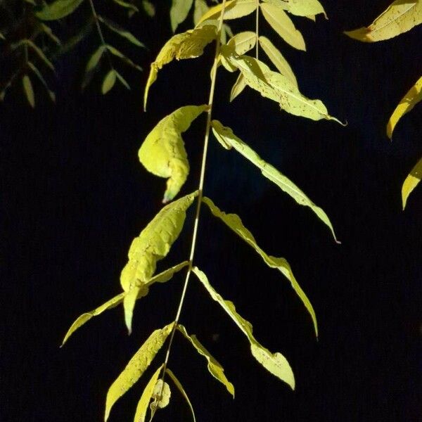 Juglans californica Yaprak