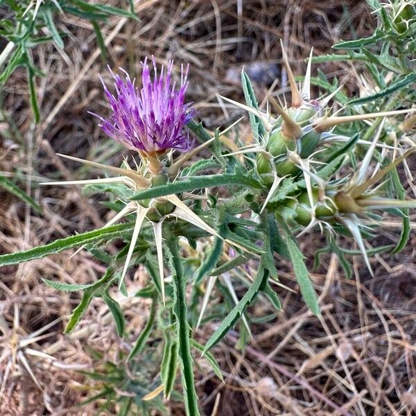 Centaurea calcitrapa Lorea