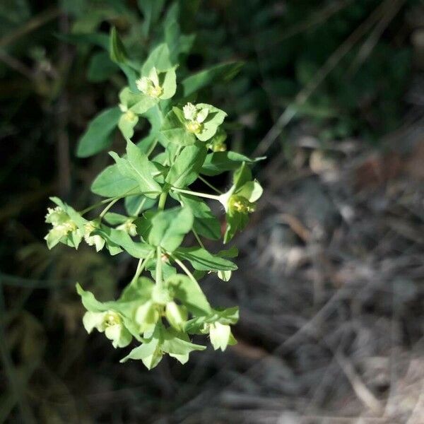 Euphorbia platyphyllos Cvet
