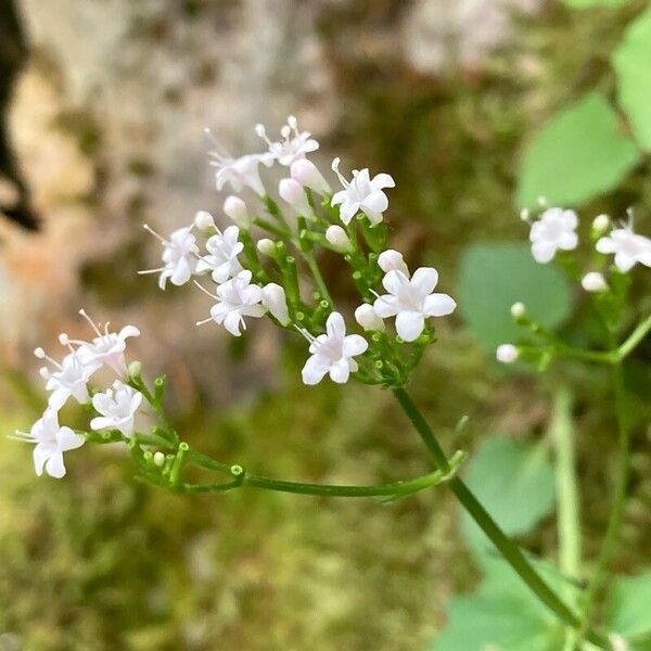 Valeriana tripteris Квітка