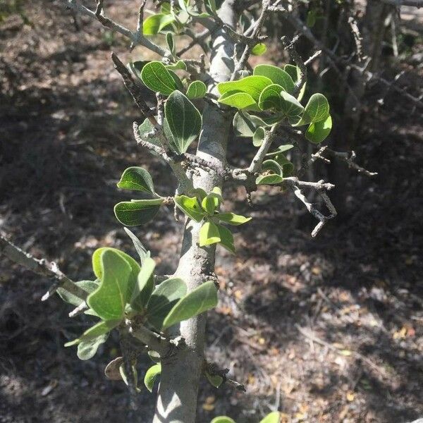 Strychnos madagascariensis Blad