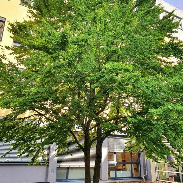 Cercidiphyllum japonicum Habit