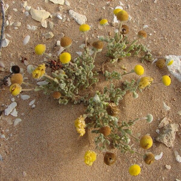 Cotula coronopifolia Flower