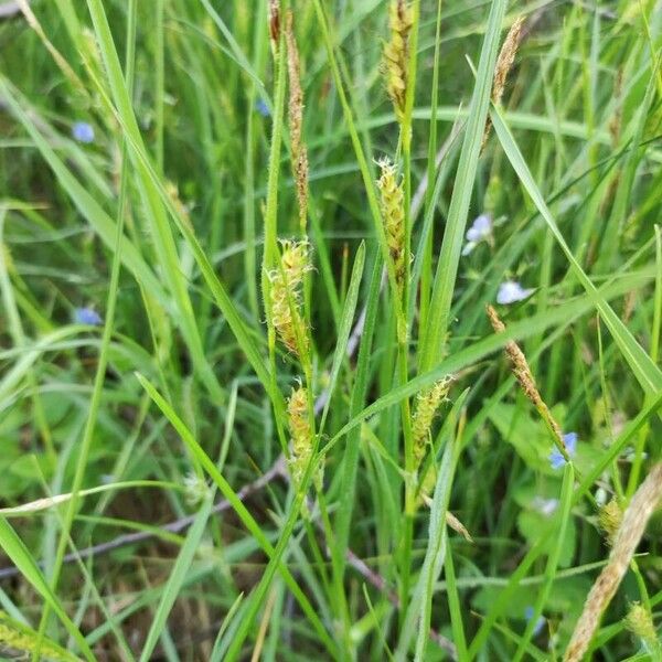 Carex hirta Hábito