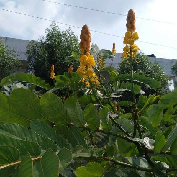 Senna alata Flower